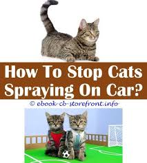 Here are a few possibilities the following infographic explains the reasons behind cat spraying and how to deal with it. 19 Brilliant How To Stop Cat From Spraying Urine Toxoplasmosis