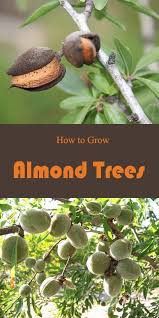 Completely seedless varieties won't have any seeds to plant, so you'll need a fruit with at least a couple seeds in it! Almond Trees Grow How Tohow To Grow Almond Trees Growing Fruit Trees Growing Fruit Fruit Trees In Containers
