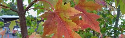Fall color is bright yellow and makes an excellent show when the wind blows and the massive leaves come slowly floating to the ground, twirling the entire time. Acers Fall Color At Portland Nursery And Garden Center