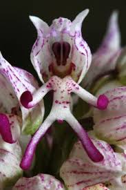 All of these wonders of nature are among the most rare, exotic and unusual plant species in the world. 470 Strange Flowers Ideas Rare Flowers Strange Flowers Planting Flowers