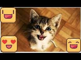 Cat Videos Cats Meowing Cute Kittens Meowing Cat Meowing Video K Cute Cat Gif Kittens Cutest Kitten Meowing