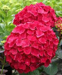 Pin On Flowers