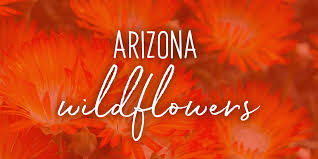 Get creative in your desert garden and try these plant combinations • mexican gold poppy (eschscholzia californica ssp. 4 Desert Wildflower Destinations In Arizona Sun Rv Resorts