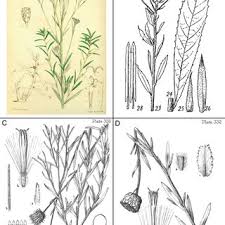 Image result for Vernonella