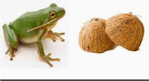 Seperti katak dalam (di bawah) tempurung : Katak Di Bawah Tempurung In Chinese