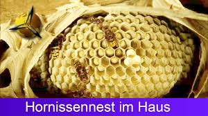 Hornissen werden von licht angezogen. Hornissen Hornissennest Im Haus Dachboden Youtube