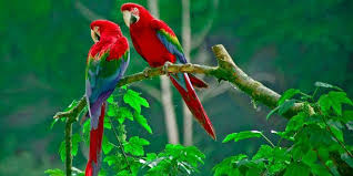 اجمل الطيور بالصور رمزيات وخلفيات صور طيور ميكساتك Beautiful Bird Wallpaper Parrot Wallpaper Bird Wallpaper