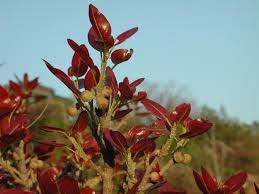 Image result for Ficus ingens