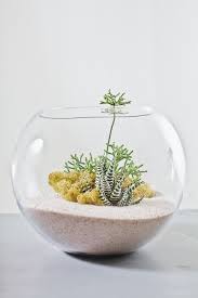 Make Your Miniature Garden In A Glass Bowl Ideas For Glass Terrariums Succulent Terrarium Cactus Terrarium Glass Terrarium