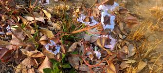 Image result for Trichodesma physaloides