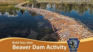 The dodo 14.784.902 views2 years ago. Build Your Own Beaver Dam Activity Youtube