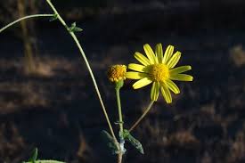 Image result for Pentanema indicum