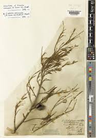 Image result for Haumaniastrum coriaceum