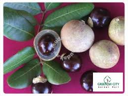Pong game is a site dedicated to the good old pong game, you can find few versions of the game along with basic information and history. Gnc Dimocarpus Longan Fruit Tree Anak Buah Pokok Longan Ping Pong Mata Kucing Edo é¾™çœ¼çŽ‹ Gardenmart4u Com