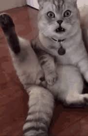 With tenor, maker of gif keyboard, add popular cat memes animated gifs to your conversations. Funny Cat Gifs Tenor