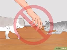 If your cat's aggression is severe or becomes unmanageable, contact a certified applied animal behaviorist (caab or maddie's fund: 3 Ways To Know If Cats Are Playing Or Fighting Wikihow Pet