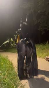 @cookie_grano25s video Tweet