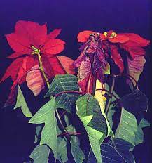 Poinsettia The Christmas Flower