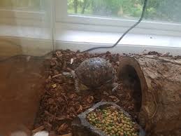 Maybe you would like to learn more about one of these? Turtle Tank Ideas Setup Guide And Affordable Habitats