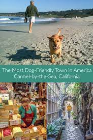 A Dog Friendly Guide To Carmel Ever In Transit Dog Friendly Vacation Dog Friends Dog Friendly Beach