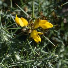 Image result for Ulex