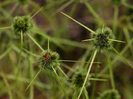 Image result for Lipocarpha