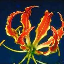 Commonly Called The Flame Lily This Glorious Lily Is The National Flower Of Zimbabwe And Was Of Rhodesia It S Botanical Nam Gloriosa Lily Tiger Lily Flowers