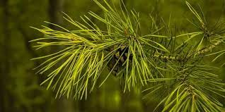We did not find results for: Halaman Download Daun Pinus