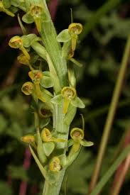 Image result for Satyrium crassicaule