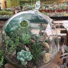 De cactus een saaie plant? Cactus Suculentas Y Plantas Grasas Photos Facebook