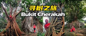 Berbekalkan roti kami bergerak ke lokasi pada pukul 7.30 pagi. Bukit Cherakah Bukit Botak è½¦æ‹‰å¡å±± å¯»æ 'ä¹‹æ—… å…‰å¤´å±±çœºæœ›è€¶ç„¶æ™¯è‰² ä¹é£žç¿Ž Luvfeelin