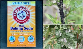 So, ants take this poison to their home and infect the rest of the colony. 5 Clever Uses For Baking Soda In The Garden