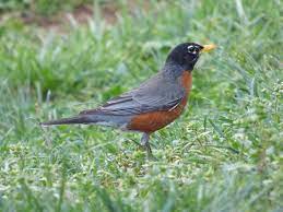A birdbath will attract a wide variety of birds that don't normally visit your feeders. What Plants Attract Robins Tips For Attracting Robins In Your Garden