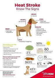 Pin By Iris Mcnally On Fur Ever Friend Heat Stroke In Dogs Dog Infographic Dog In Heat