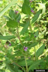 Image result for Cuphea carthagenensis