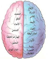 رفى لمتعة القراءة دراسة علمية اللغة العربية تزيد من عمل الدماغ
