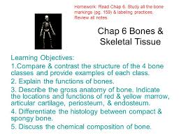 Sunplay skin aqua tone up uv milk review. Chap 6 Bones Skeletal Tissue Learning Objectives 1 Compare Contrast The Structure Of The 4 Bone Classes And Provide Examples Of Each Class 2 Explain Ppt Download