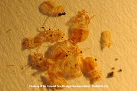 Image result for bedbugs on mattress