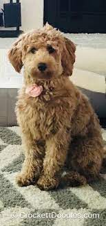 37 Doxiepoo Ideas Doxiepoo Dogs Puppies