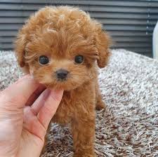 Are you wanting a new best friend but are worried about the time, effort and headache involved with raising a puppy? Potty Trained Male And Female Toy Poodle Puppies For Sale