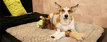 At rocky's retreat, we make orlando overnight dog boarding extremely personal for your pups to ensure they feel right at home. Dog Boarding With Overnight Care Pooch Hotel