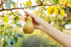 Regardless of one's belief system, enlightenment can be any knowledge of the difference between good and evil and how one applies that to their life. Angelys Pear Fruit Of Knowledge Fruit Of Joy Fragrance Reviews
