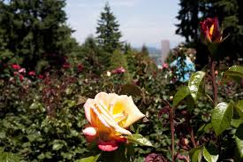 View the menu, check prices, find on the map, see photos and ratings. 9 Things You Probably Don T Know About Washington Park S Rose Garden Oregonlive Com
