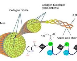 Image of Marine Collagen Molecule
