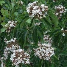 Image result for Volkameria glabra