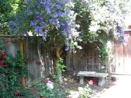 Maybe you would like to learn more about one of these? Backyard Curiosity What Is That Blue Flower Tree Youtube