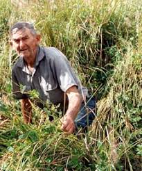 Image result for Vigna parkeri