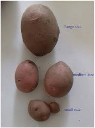How much a gram weigh tutorial, step by step. Tuber Categories Large 30 G Medium 15 30 G Small 0 4 15 G On Download Scientific Diagram