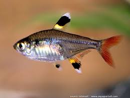 Pristella Maxillaris X Ray Tetra Poisson Aquarium Eau Douce Poisson Tropical Aquarium Poisson