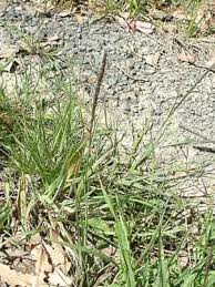 Image result for Sporobolus africanus